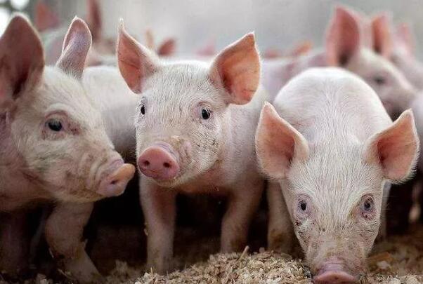 生猪价格下跌，养殖户还赚钱吗？