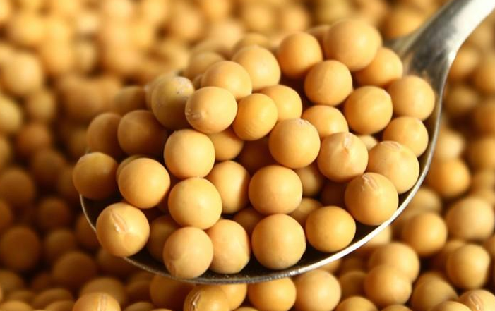 国产大豆之困:对外依赖度超80% 大豆之乡陷入低产困局