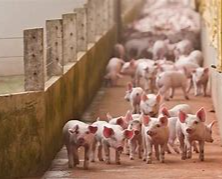 郑州七部印发：稳定生猪生产扶持政策 持续开展良种补贴