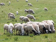 草业科技小院让羊“肥”起来