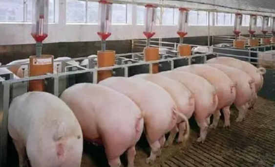 2021生猪产业稳定发展， 国人端稳“肉盘子”