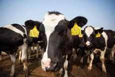 原料奶成本持续走高，奶源企业该如何破局求存？