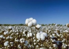 2021年全国棉花产量573.1万吨 同比下降3.0%
