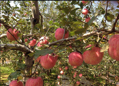 抗病育种新进展 苹果树腐烂病菌侵染机制被揭示
