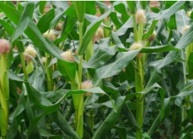 平均亩产近1千公斤 玉米品种“鲁单510”再创纪录