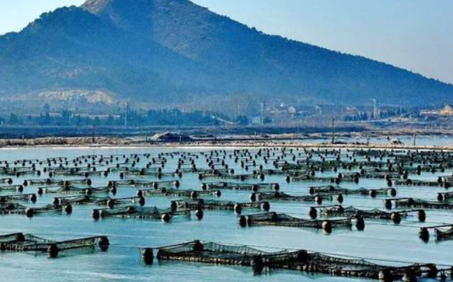 农业农村部：加快牡蛎产业发展规划编制