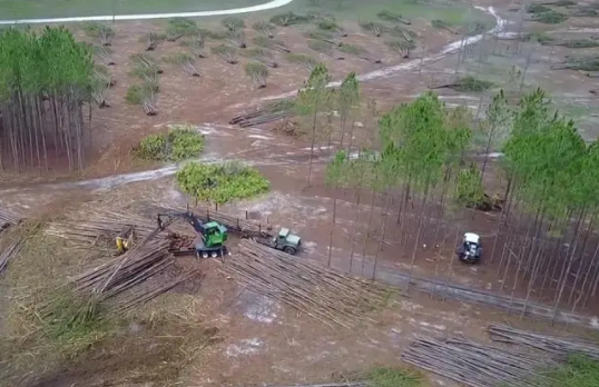 国家林业和草原局通报12起破坏森林资源典型案件