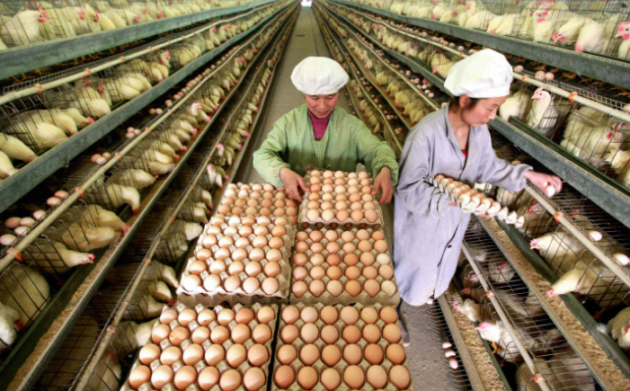 蛋鸡养殖将进入“微利时代”，养殖企业转型升级势在必行