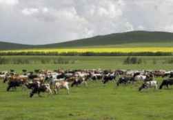 市场波动、增产难、发展差，如何养殖成畜牧业重点难题