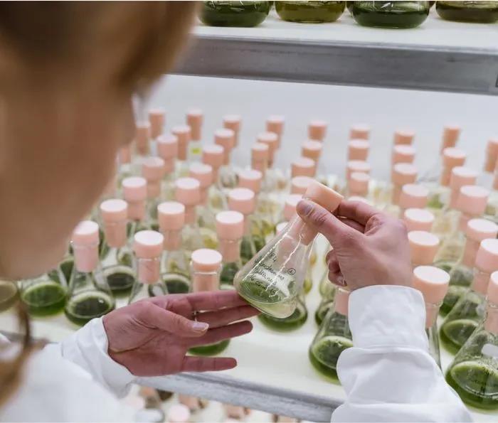 微藻类食物公司:“植物肉世界”的新星