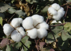 为什么棉花是可持续性原料？种植节能还可生物降解