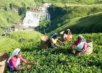 我国茶叶出口创新高 进口稳步增长