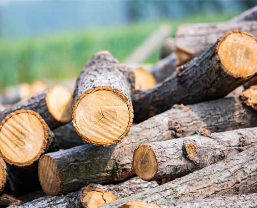 “十四五”林草产业规划 木材行业将受益