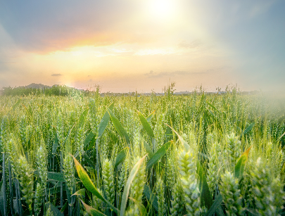 农业农村部：今年将适当提高稻谷、小麦最低收购价