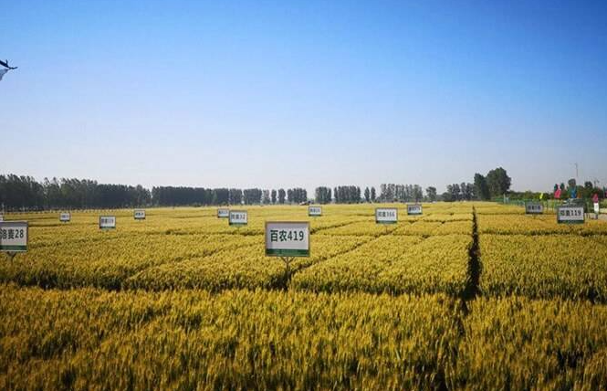 全国首家！延津县借“国字号”打造百亿级小麦产业集群