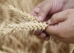 农科院破解小麦育种难题 有效提升遗传转化效率