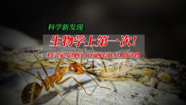 生物学上第一次!科学家发现首个有两套DNA的动物