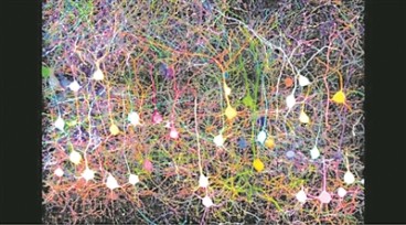 AI系统绘出“多彩”大脑布线图