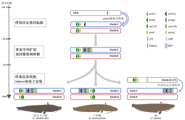 水生所揭示鲇属鱼类性染色体早期演化历程
