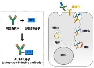 研究发展出自噬驱动的细胞膜蛋白靶向降解技术